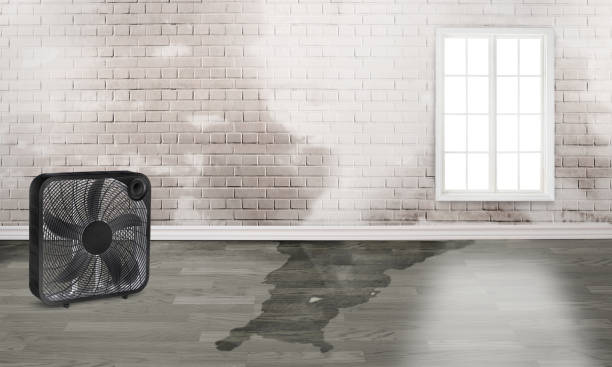 Best Local water damage restoration  in Newington Forest, VA